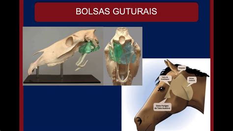 bolsa gutural
